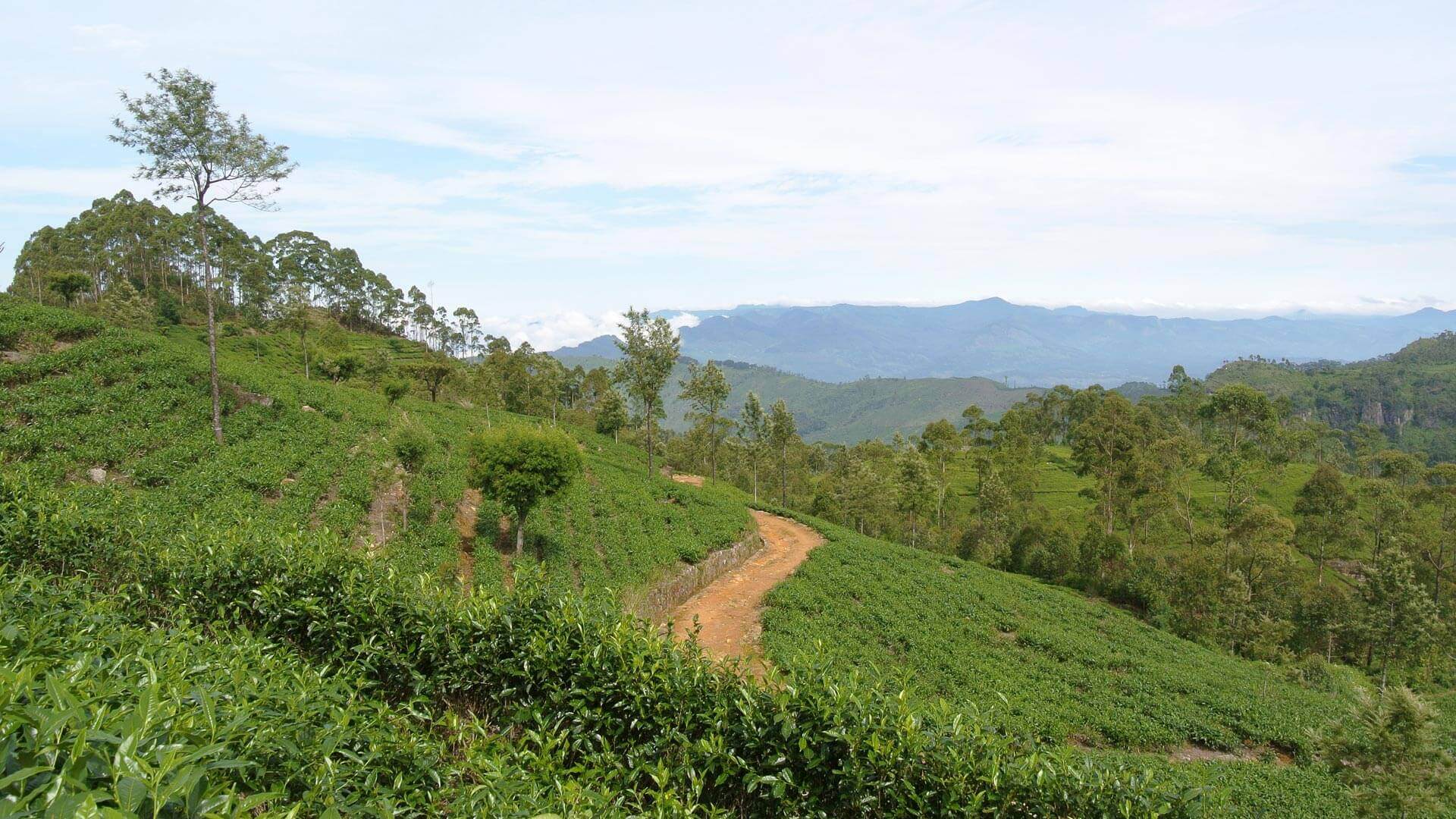 The Golden Crown Hotel - Giragama Tea Plantation