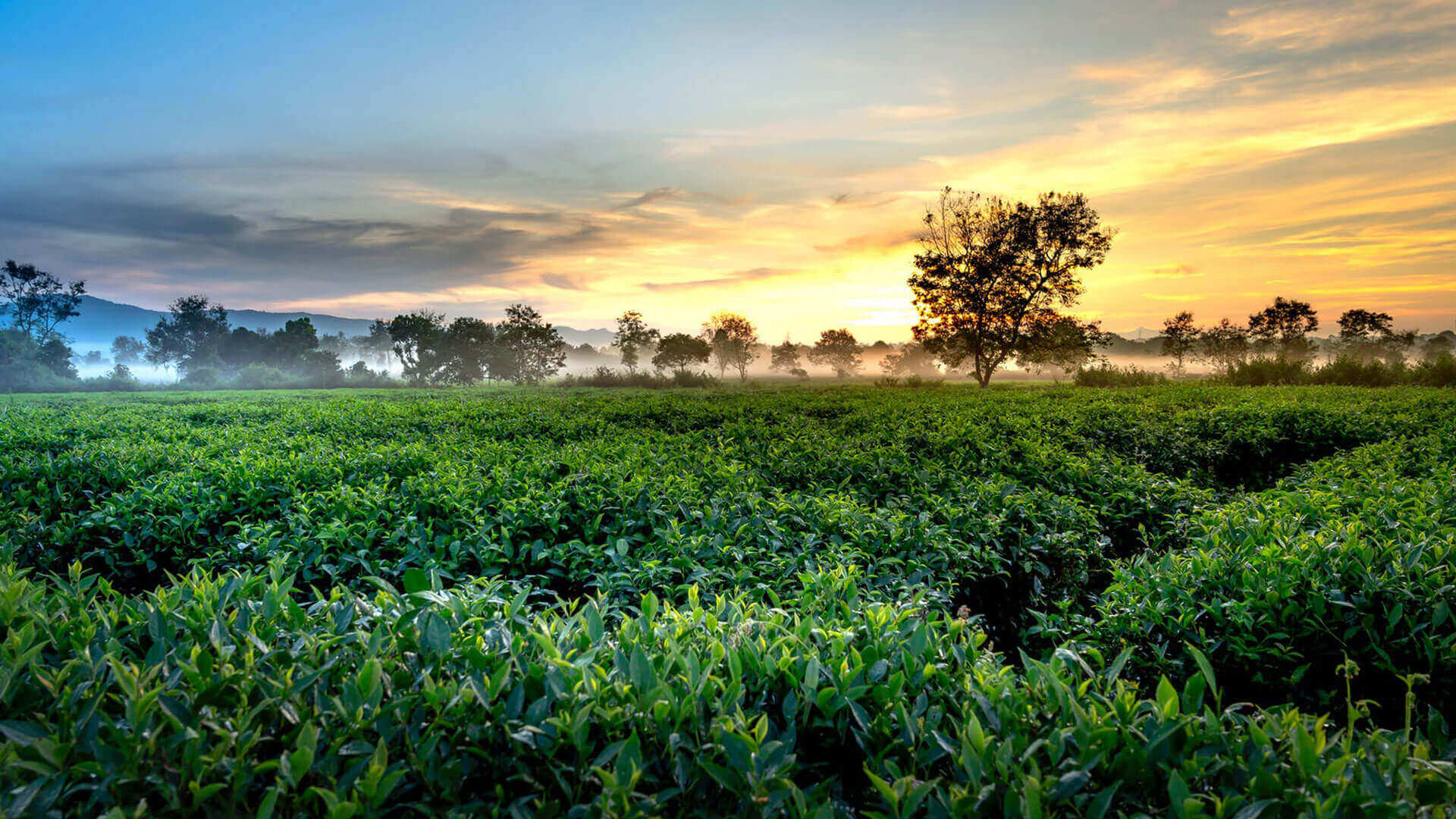 The Golden Crown Hotel - Hanthana Tea Plantation